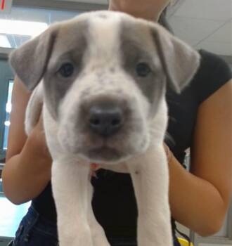 Pit Bull Terrier and Mixed Breed Dogs Available for Adoption in Oklahoma City, Oklahoma - MANDOLIN | PetCurious