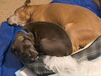 Kiper -  Staffordshire Bull Terrier Dog for Adoption in Albuquerque, New Mexico - Kiper | PetCurious