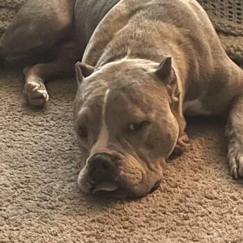 Mixed Breed Dogs Available for Adoption - Harley | PetCurious