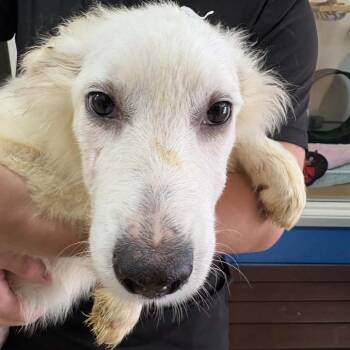 Marley - Chino Hills Location -  Great Pyrenees and Mixed Breed Dog for Adoption in Chino Hills, California - Marley - Chino Hills Location | PetCurious