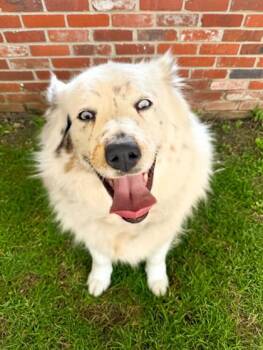 Australian Shepherd and Mixed Breed Dogs Available for Adoption in Bowling Green, Kentucky - Taffy-DEAF | PetCurious