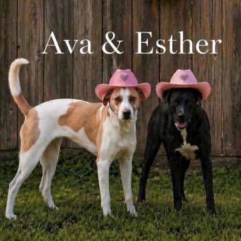 Eva and Esther -  Mixed Breed Dog for Adoption in Houston, Texas - Eva And Esther | PetCurious