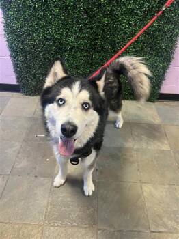 Siberian Husky and Mixed Breed Dogs Available for Adoption in El Paso, Texas - 60884828 | PetCurious