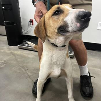Whisper -  Hound and Mixed Breed Dog for Adoption in Tampa, Florida - Whisper | PetCurious