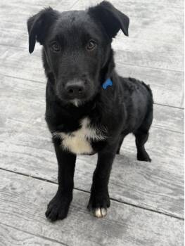 Airedale Terrier Dogs Available for Adoption - Armani | PetCurious