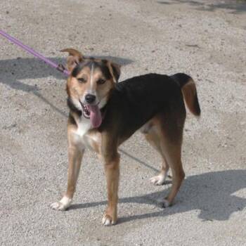 Tate -  Mixed Breed Dog for Adoption in Elk Grove Village, Illinois - Tate | PetCurious