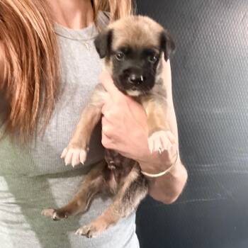 Ark -  Mixed Breed Dog for Adoption in Brentwood, Missouri - Ark | PetCurious