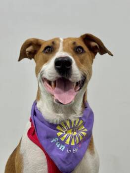 Melissa-One of our Amazing Rescue Dogs -  Foxhound and Mixed Breed Dog for Adoption in Carlsbad, California - Melissa-One Of Our Amazing Rescue Dogs | PetCurious