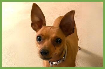 Miniature Pinscher Dogs Available for Adoption in Amherst, Massachusetts - Bree | PetCurious
