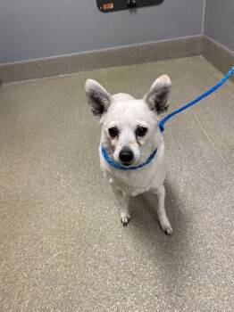 Chihuahua Dogs Available for Adoption in Las Vegas, Nevada - SORA | PetCurious