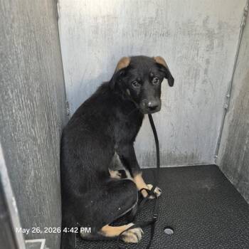 Rottweiler Dogs Available for Adoption in San Antonio, Texas - NAOMI | PetCurious