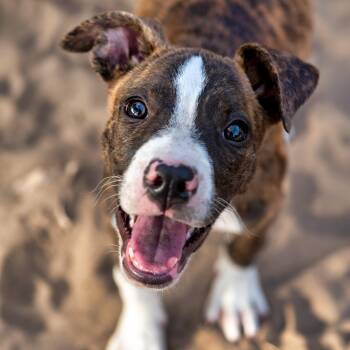 Shelly -  Mixed Breed Dog for Adoption in Tyler, Texas - Shelly | PetCurious