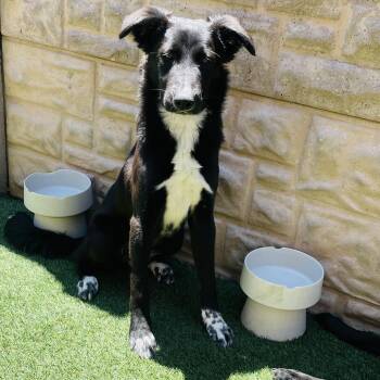 Collie and Great Pyrenees Dogs Available for Adoption in Houston, Texas - Tambourines  | PetCurious