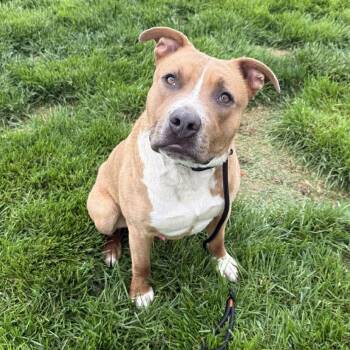 Pit Bull Terrier and Mixed Breed Dogs Available for Adoption in Springfield, Missouri - Dash - Current Pups For Parole Student!! | PetCurious