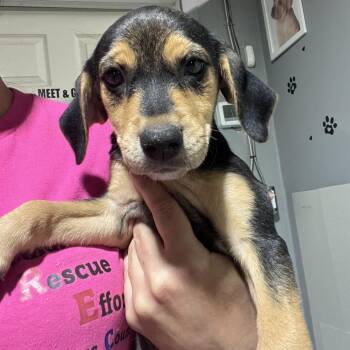 Izzie -  Mixed Breed Dog for Adoption in Wappingers Falls, New York - Izzie | PetCurious