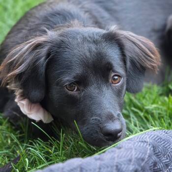 MAXINE (in New Hampshire) -  Flat Coated Retriever and Border Collie Dog for Adoption in New York, New York - MAXINE (in New Hampshire) | PetCurious