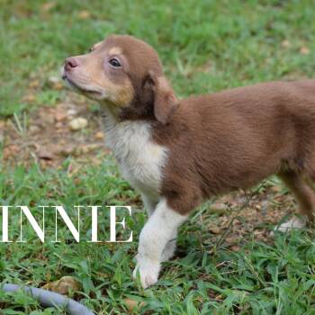 Minnie 060303A -  Feist and Mixed Breed Dog for Adoption in Amory, Mississippi - Minnie 060303A | PetCurious