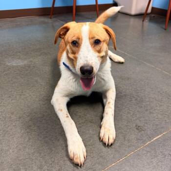 Sammy -  Border Collie and German Shepherd Dog Dog for Adoption in Idaho Falls, Idaho - Sammy | PetCurious