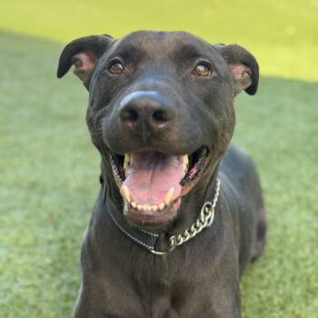 Rescue Black Labrador Retriever Dogs for Adoption in Scottsdale, Arizona - Bisbee | PetCurious