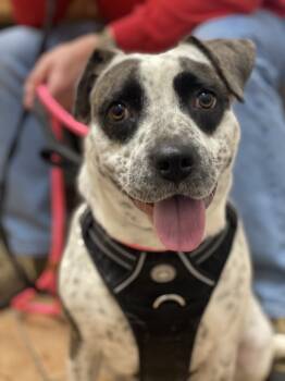 Rescue Australian Cattle Dog Blue Heeler and Terrier Dogs for Adoption in Carrollton, Virginia - Sydney | PetCurious