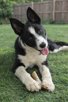Border Collie Dogs Available for Adoption in Richmond, Virginia - FRECKLES | PetCurious