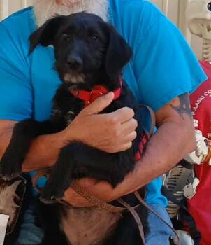 Rescue Terrier and Mixed Breed Dogs for Adoption in Crocker, Missouri - Blossom | PetCurious