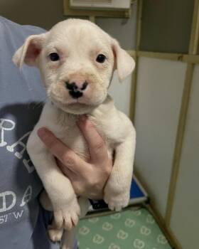 Staffordshire Bull Terrier and American Staffordshire Terrier Dogs Available for Adoption - Ice (Freeze Litter) | PetCurious