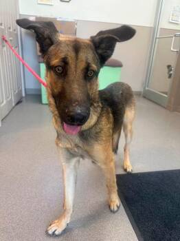 Harvey -  German Shepherd Dog and Mixed Breed Dog for Adoption in La Porte, Indiana - Harvey | PetCurious