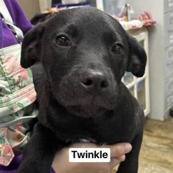 Mixed Breed Dogs Available for Adoption - Twinkle | PetCurious