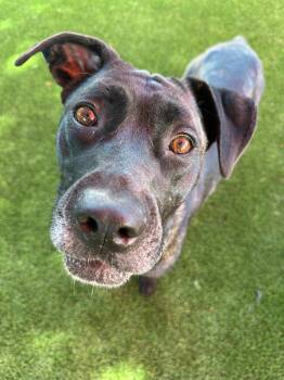 Rescue Mastiff and Labrador Retriever Dogs for Adoption in Glendale, Arizona - Mavis | PetCurious