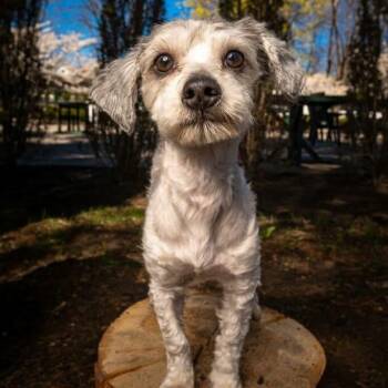 Maltipoo and Poodle Dogs Available for Adoption in Mahwah, New Jersey - Lucky | PetCurious