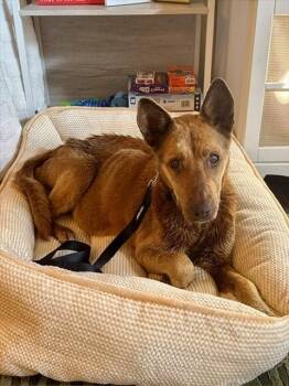 SANDY -  Mixed Breed Dog for Adoption in Charlotte, North Carolina - SANDY | PetCurious