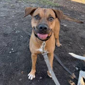 JUNE -  Mixed Breed Dog for Adoption in Fernandina Beach, Florida - JUNE | PetCurious
