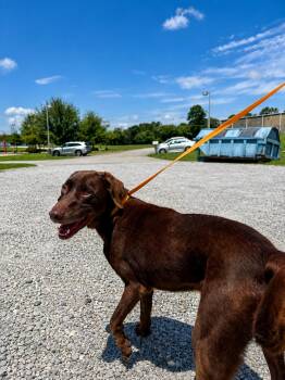 Cooper -  Chocolate Labrador Retriever Dog for Adoption in Winnsboro, South Carolina - Cooper | PetCurious