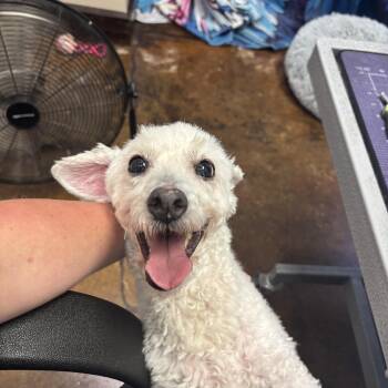 Andre -  Miniature Poodle Dog for Adoption in Birmingham, Alabama - Andre | PetCurious