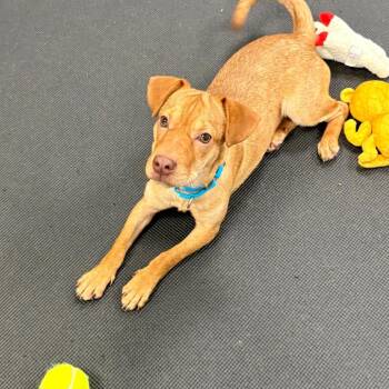 Angelina -  Mixed Breed Dog for Adoption in Westhampton, New York - Angelina | PetCurious