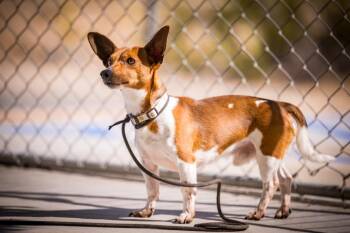 Jack Russell Terrier Dogs Available for Adoption in Twentynine Palms, California - Mick | PetCurious