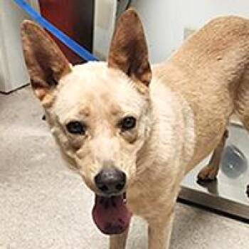 Cheeseburger - URGENT -  Australian Cattle Dog Blue Heeler Dog for Adoption in Thousand Oaks, California - Cheeseburger - URGENT | PetCurious