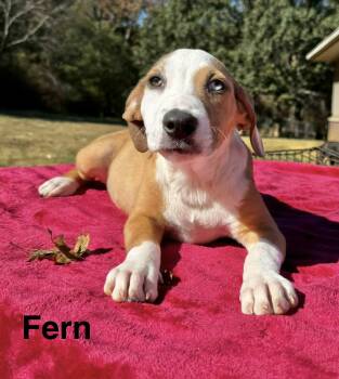 Fern -  Boxer Dog for Adoption in Manchester, Connecticut - Fern | PetCurious