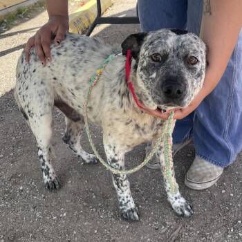 Retriever Dogs Available for Adoption - Carl | PetCurious