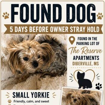 Yorkshire Terrier Dogs Available for Adoption in Gulfport, Mississippi - Charlie | PetCurious