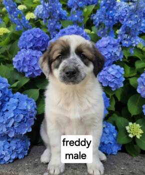 Freddy -  Great Pyrenees Dog for Adoption in Manchester, Connecticut - Freddy | PetCurious