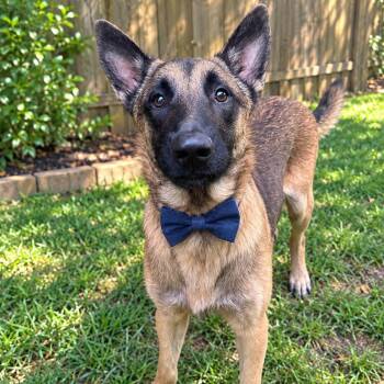 LOBO GS -  German Shepherd Dog Dog for Adoption in Lucas, Texas - LOBO GS | PetCurious