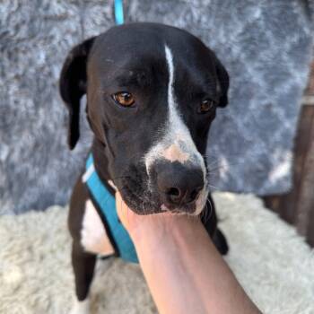 Rescue Pointer and Labrador Retriever Dogs for Adoption in San Diego, California - Samantha | PetCurious