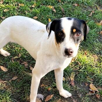 Destiny -  Jack Russell Terrier and Rat Terrier Dog for Adoption in Foley, Alabama - Destiny | PetCurious