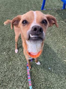 Conrad -  Chihuahua Dog for Adoption in Elk Grove, California - Conrad | PetCurious