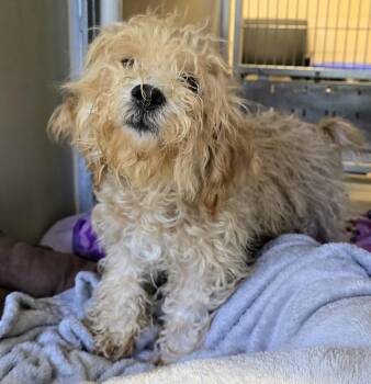 Terrier Dogs Available for Adoption in Lindenhurst, New York - 26-203 | PetCurious