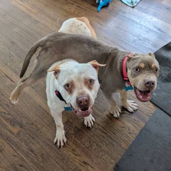 Rescue Mixed Breed Dogs for Adoption in Chicago, Illinois - Hampson | PetCurious