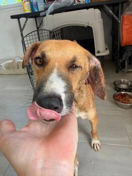 Vida -  Labrador Retriever Dog for Adoption in St. Petersburg, Florida - Vida | PetCurious