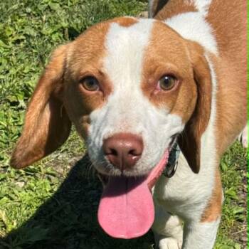 Gerald -  Beagle Dog for Adoption in Bethel, Connecticut - Gerald | PetCurious